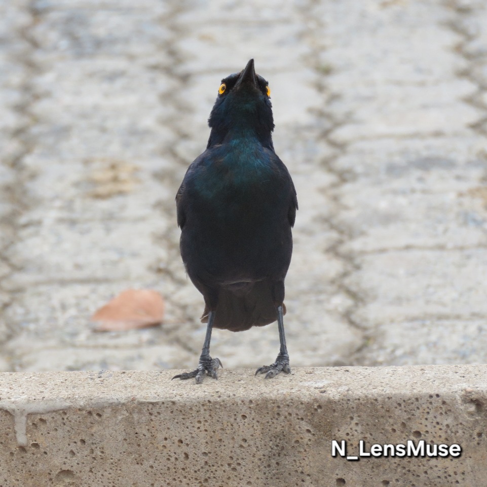 Nature Image